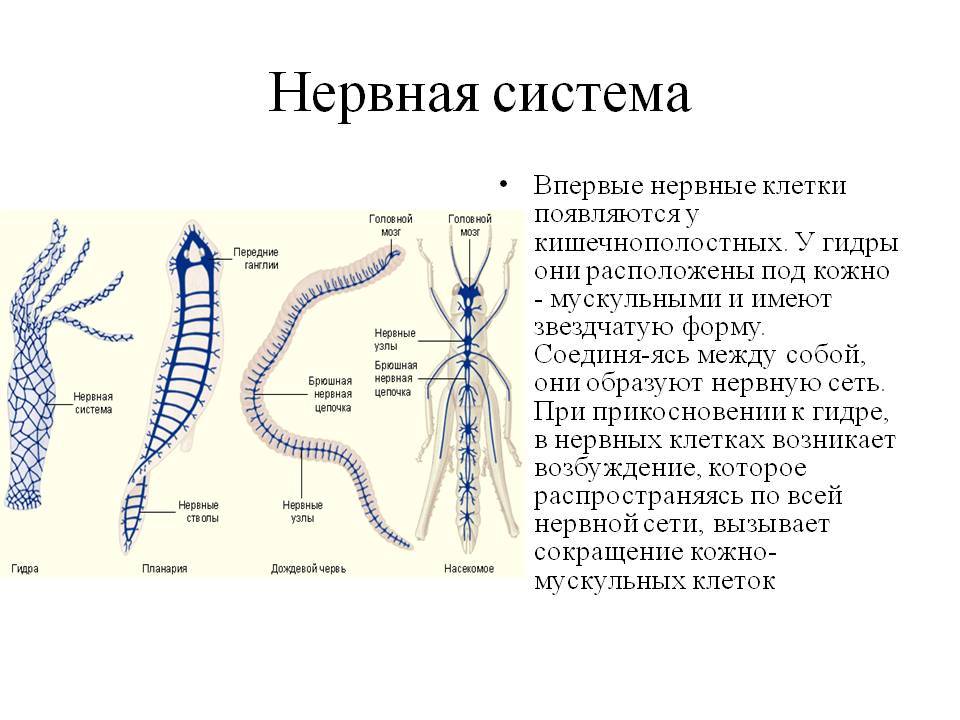 Kraken 12 at сайт